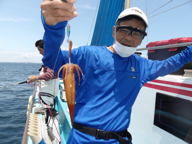 ムギイカ(スルメイカ)