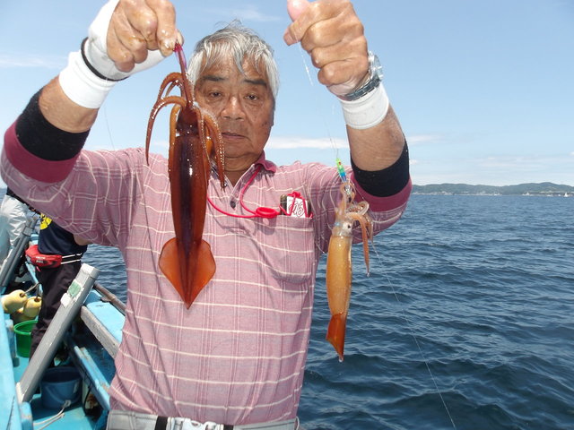 ムギイカ(スルメイカ)