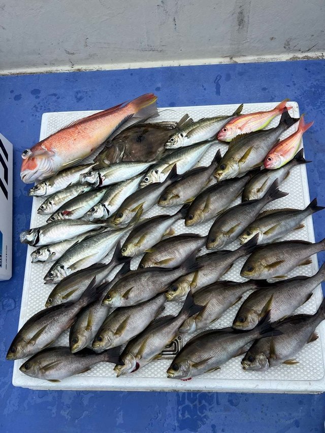 アジ(マアジ)・イサキ・アマダイ(アカアマダイ)