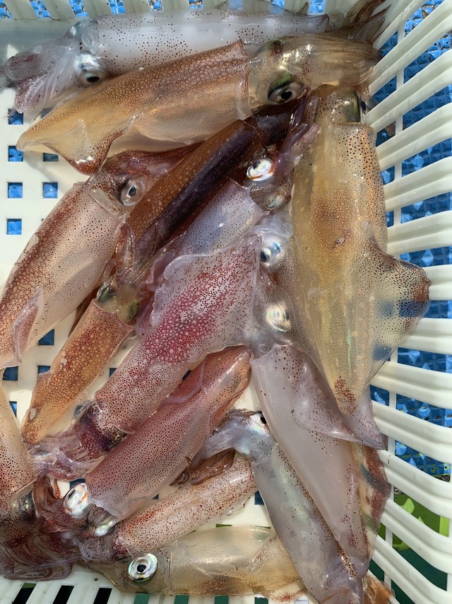 マルイカ(ケンサキイカ)