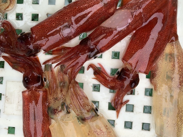 マルイカ(ケンサキイカ)