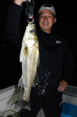 シーバス(スズキ)