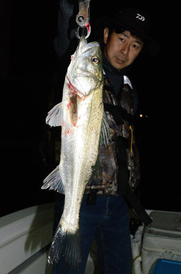 シーバス(スズキ)