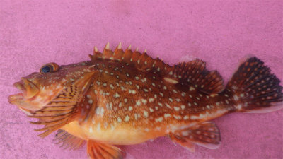 ウッカリカサゴ