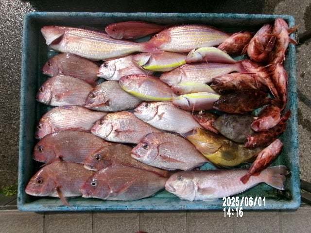 マダイ・ハナダイ(チダイ)・シロアマダイ・イトヨリ(イトヨリダイ)・カサゴ