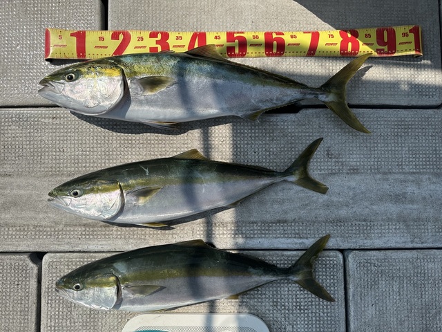 ブリ・メジロ(ブリ)