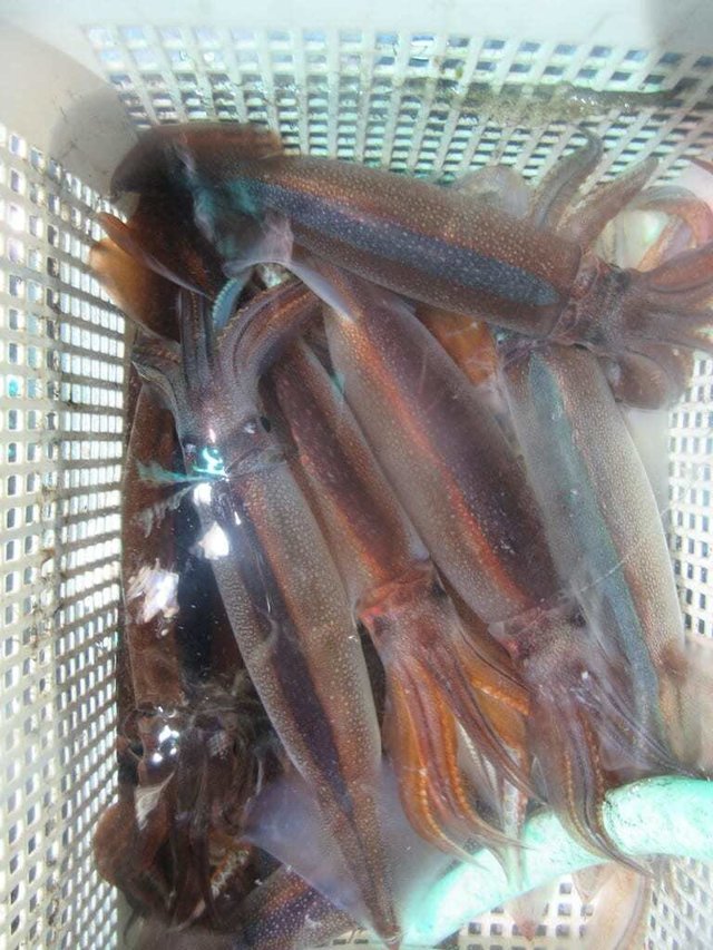 マイカ(ケンサキイカ)