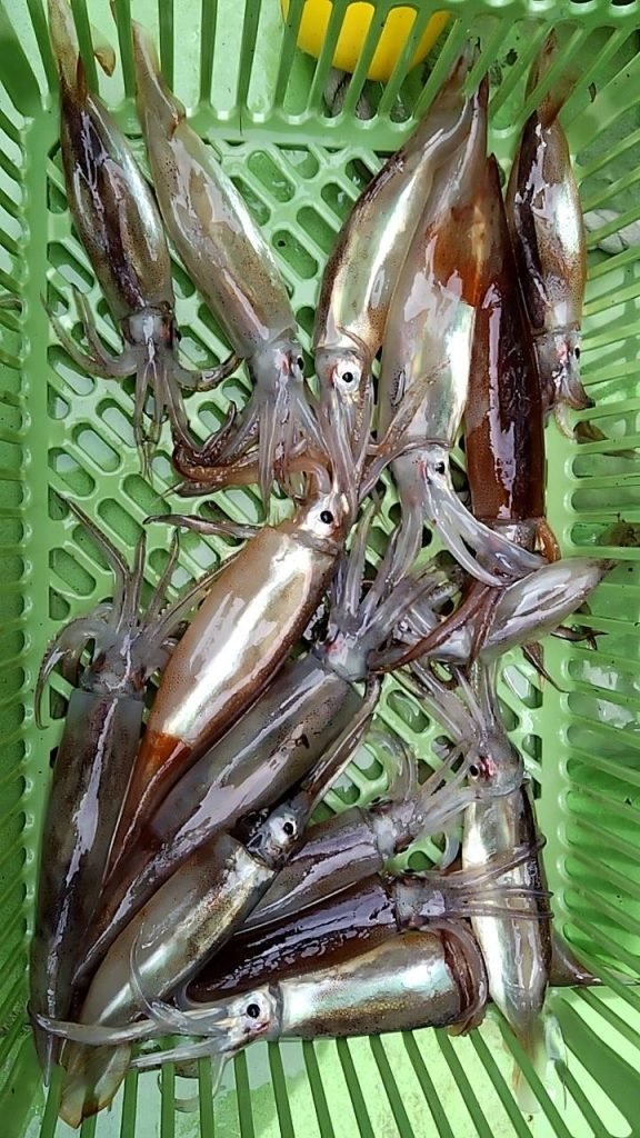 ムギイカ(スルメイカ)