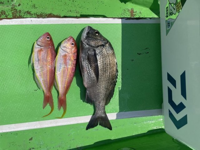 クロダイ・イトヨリ(イトヨリダイ)