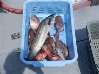 マダイ・オオニベ