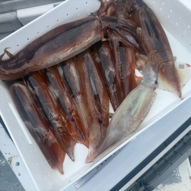 ムギイカ(スルメイカ)