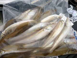 キス(シロギス)