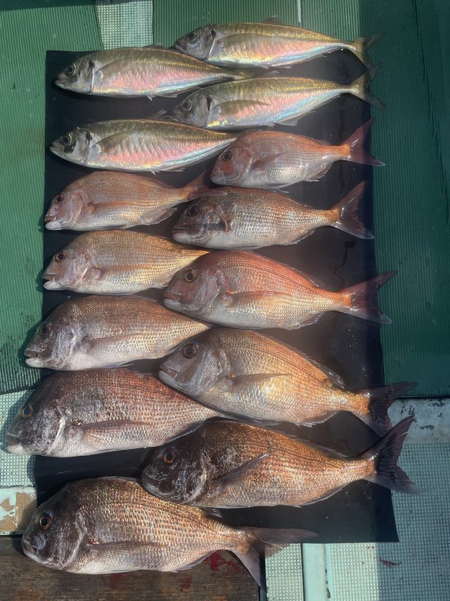 マダイ・マアジ