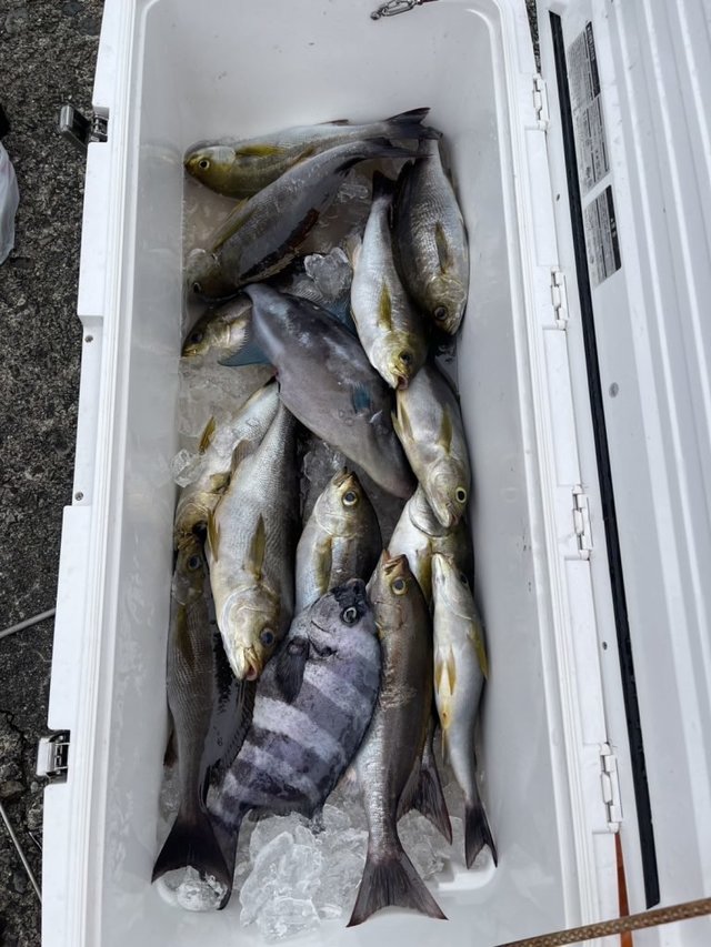 イシダイ・イサキ・ウマヅラハギ