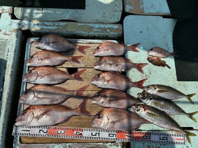 マダイ・マアジ