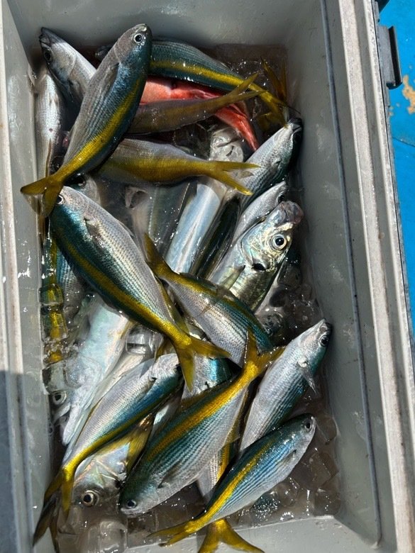 マアジ・タカベ