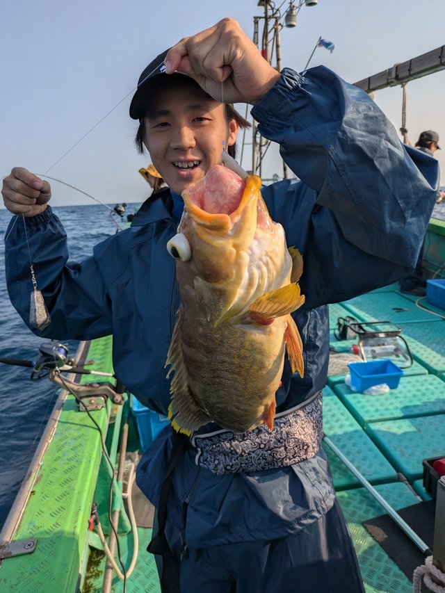 アオナ(アオハタ)