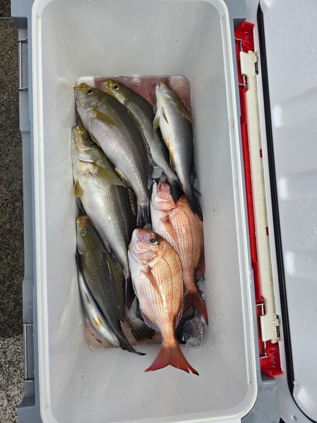 マダイ・イサキ