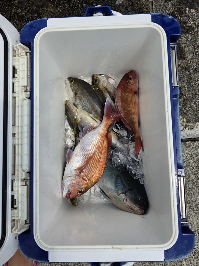 マダイ・イサキ