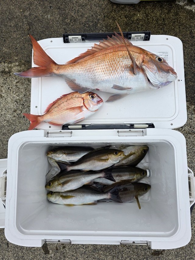 マダイ・イサキ