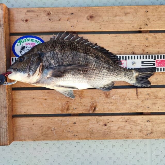 チヌ(クロダイ)