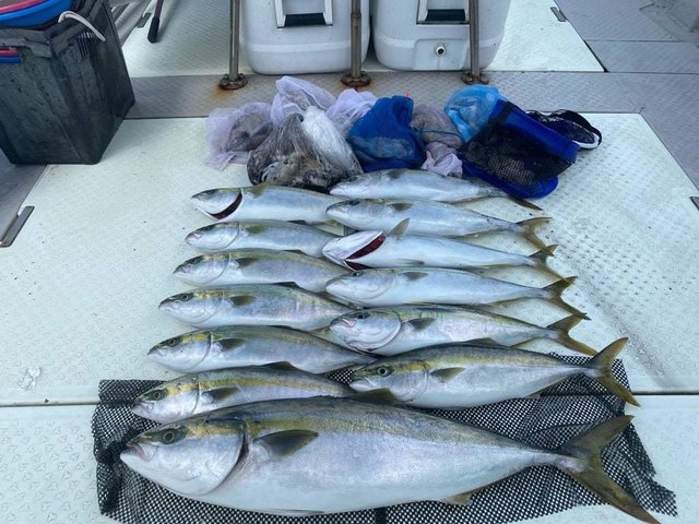 ハマチ(ブリ)・メジロ(ブリ)