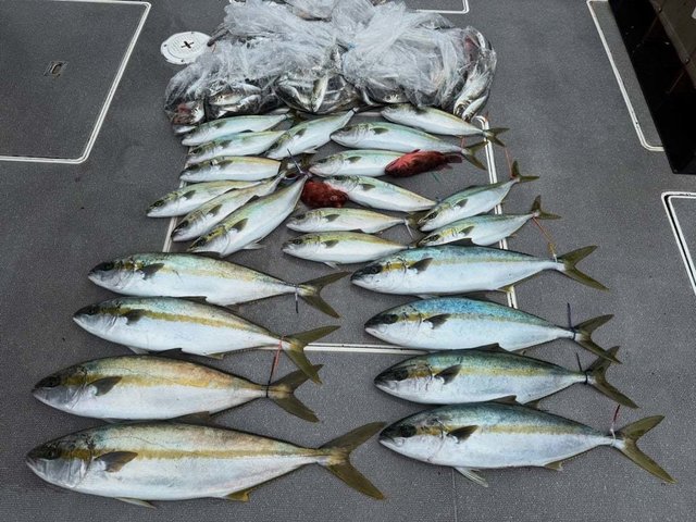 ハマチ(ブリ)・ヒラマサ