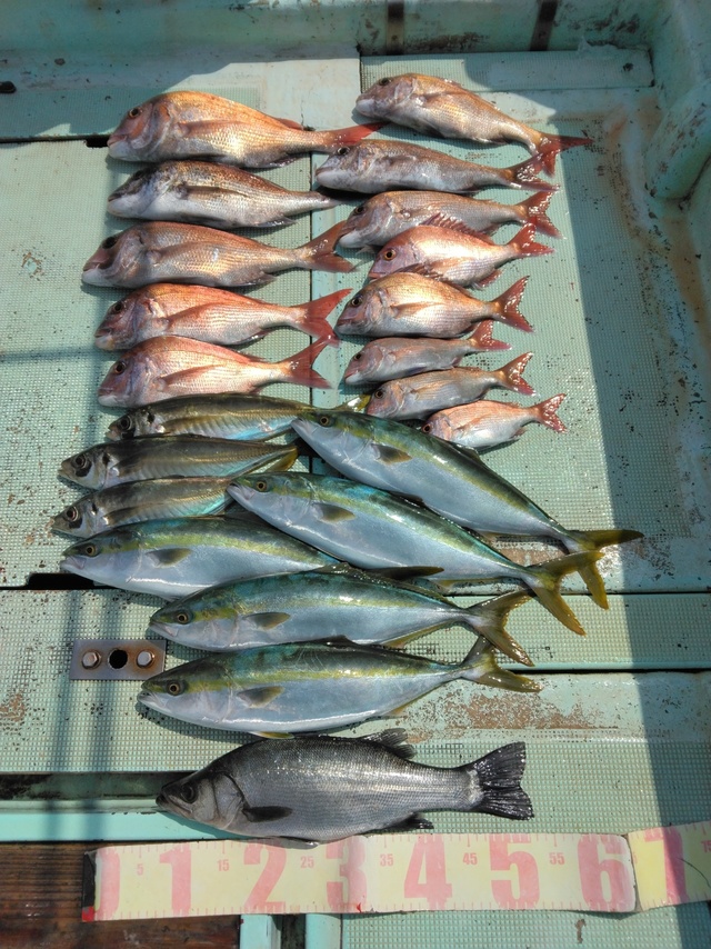 マダイ・ヒラスズキ・マアジ・ツバス(ブリ)