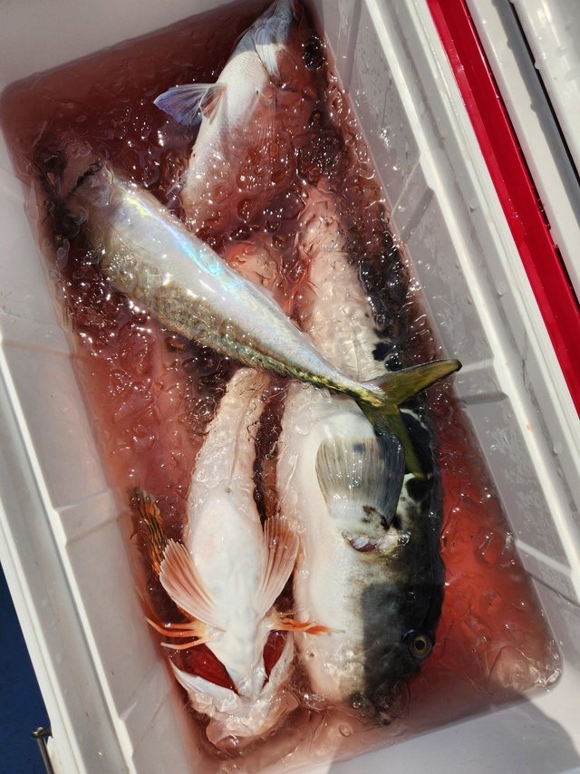 マダイ・イナダ(ブリ)・トラフグ