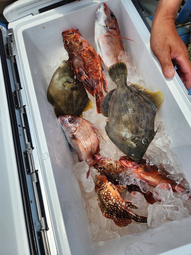 マダイ・ハナダイ(チダイ)・カサゴ