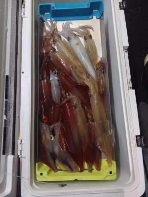 イカ(ケンサキイカ)