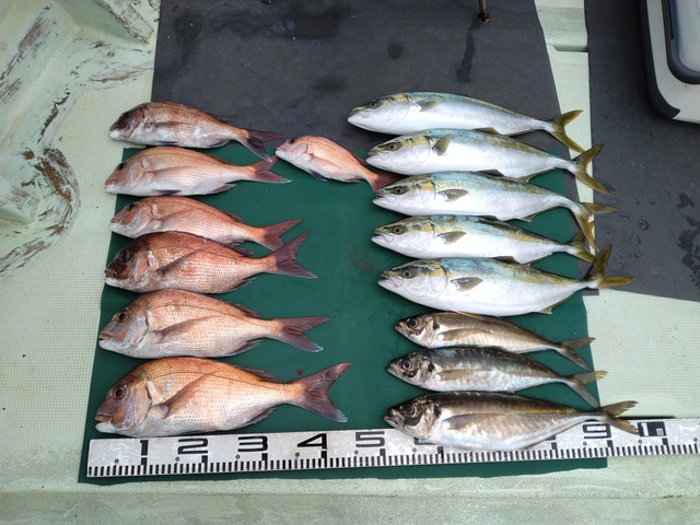 マダイ・マアジ・ハマチ(ブリ)