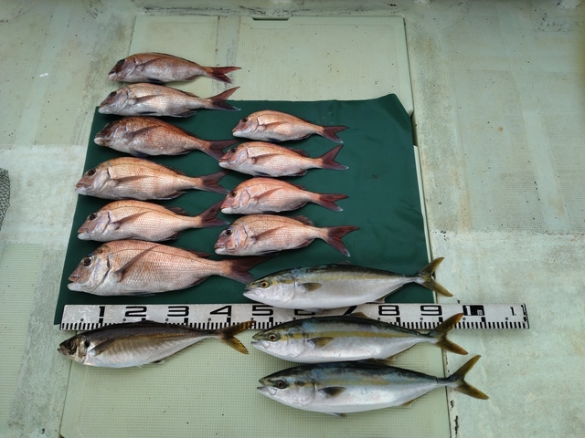 マダイ・マアジ・ハマチ(ブリ)