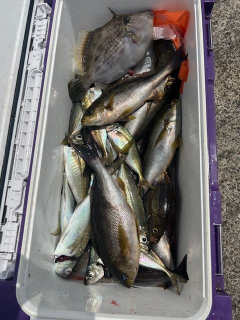 アジ(マアジ)・イサキ・カワハギ