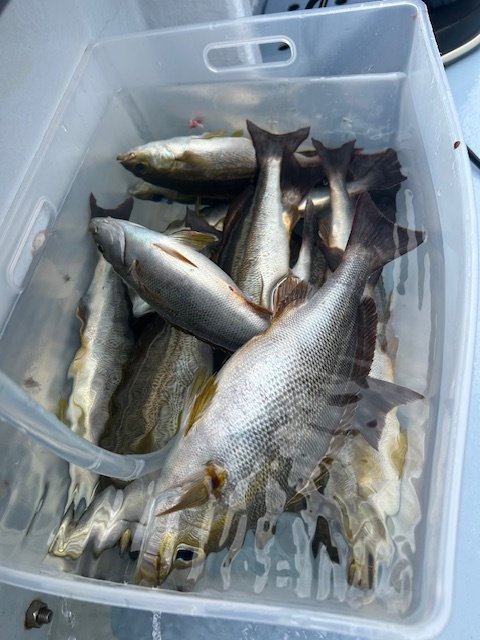 アジ(マアジ)・イサキ