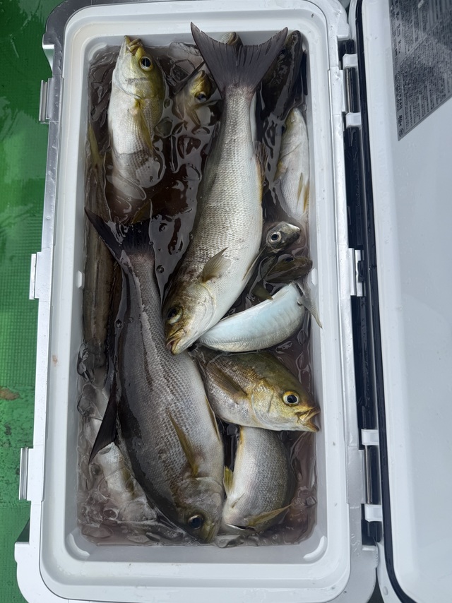 イサギ(イサキ)