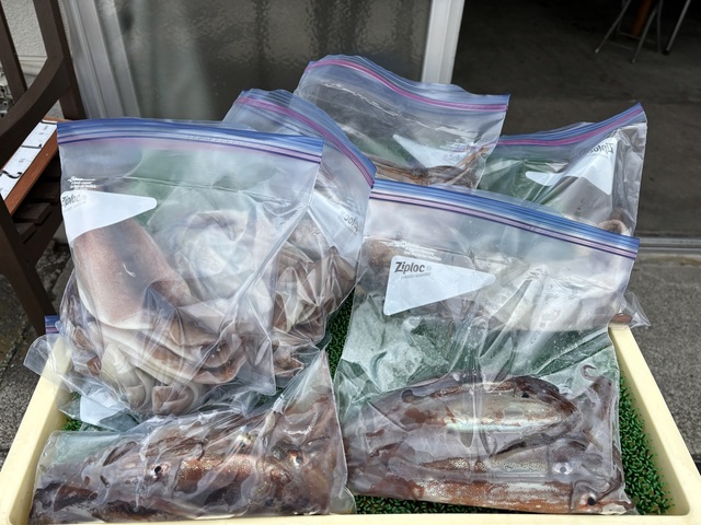 ムギイカ(スルメイカ)