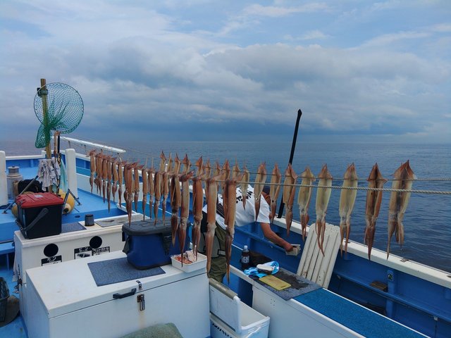 スルメ(スルメイカ)