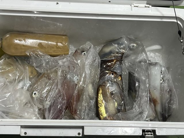 イカ(ケンサキイカ)