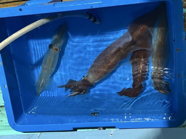 イカ(ケンサキイカ)