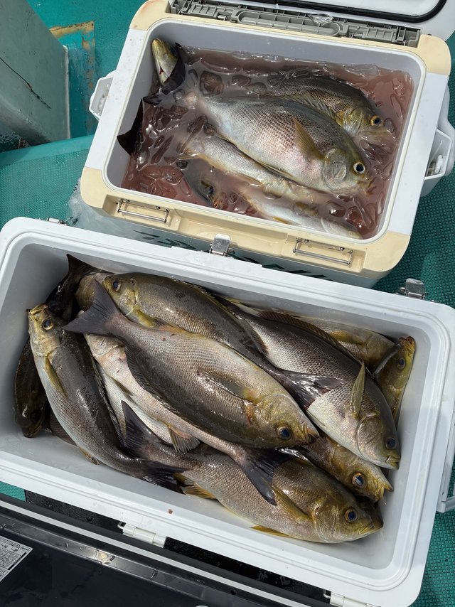 イサギ(イサキ)