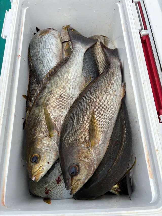 イサギ(イサキ)