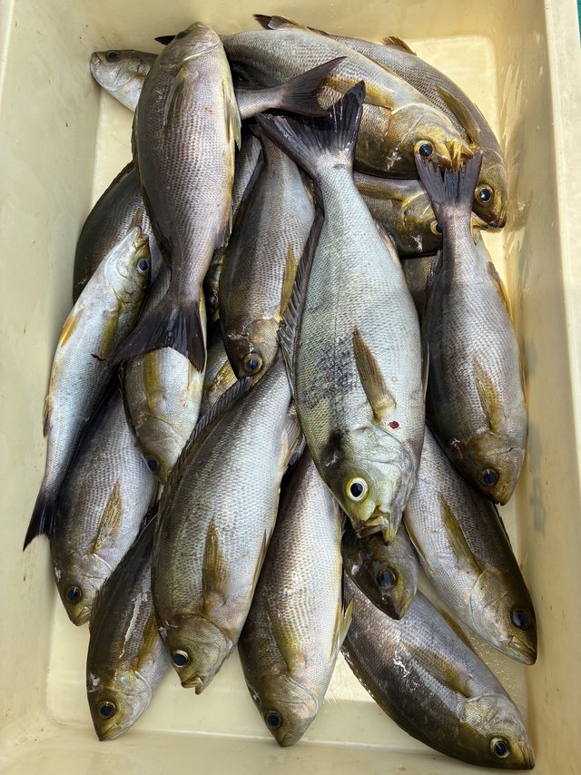 イサギ(イサキ)