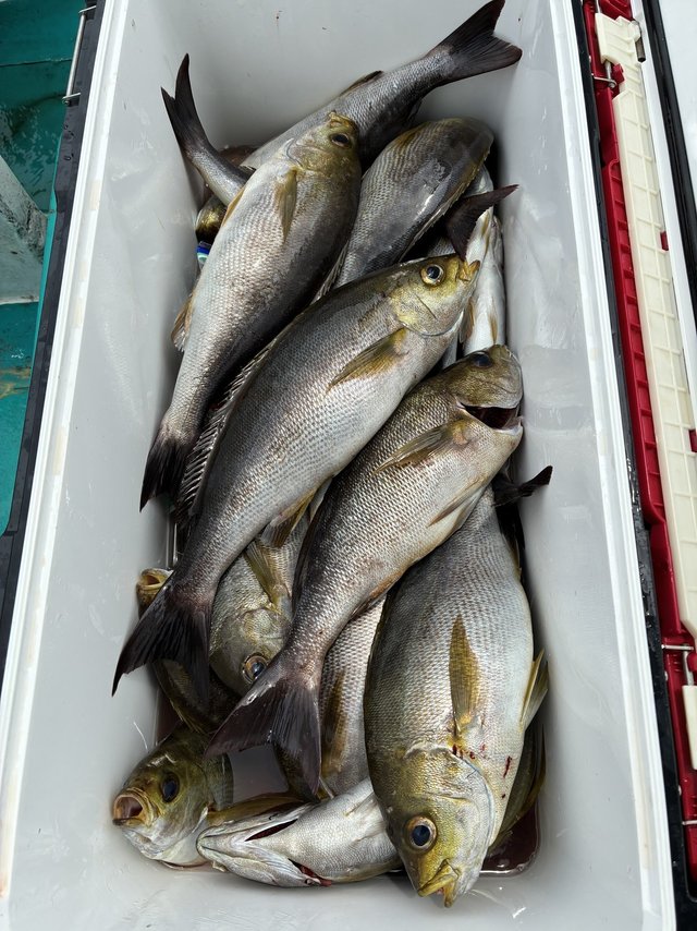 イサギ(イサキ)