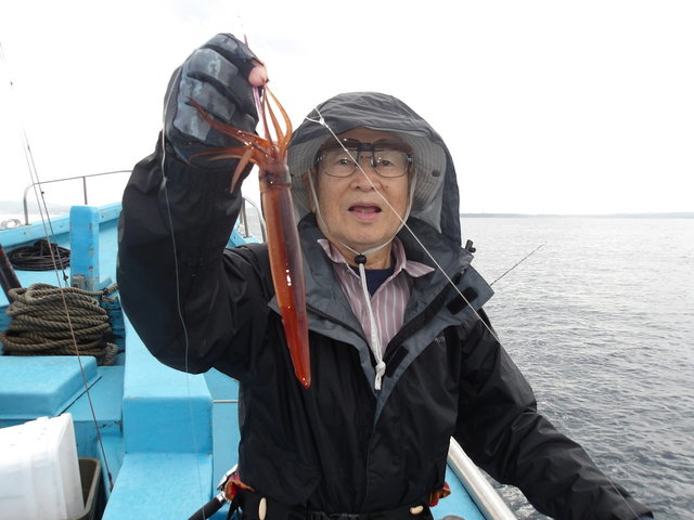 ムギイカ(スルメイカ)