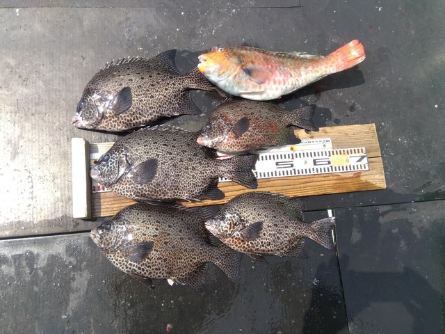 イシガキダイ・ブダイ