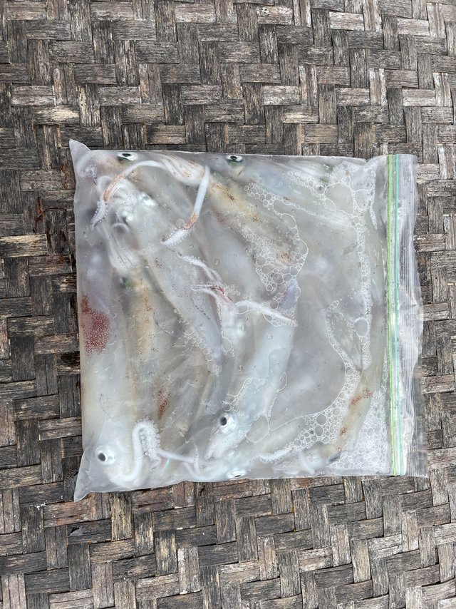 マルイカ(ケンサキイカ)