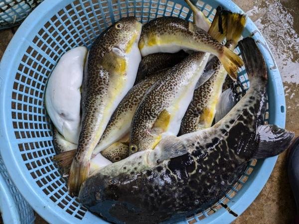 トラフグ・ショウサイフグ