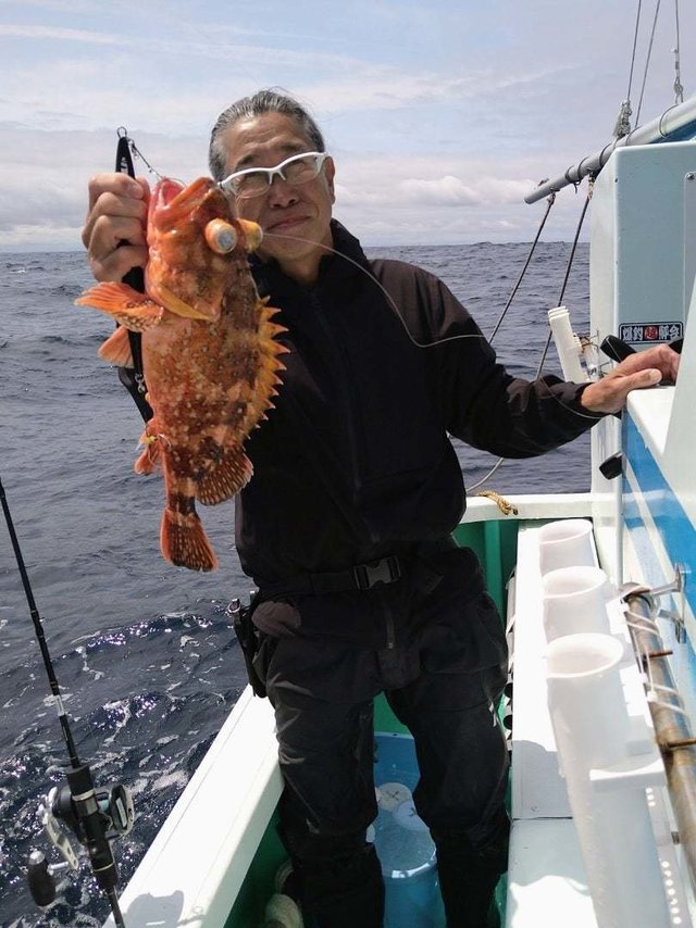 ウッカリカサゴ