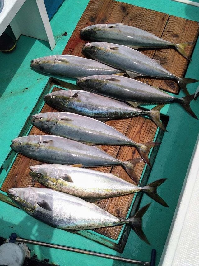 サンパク(ブリ)